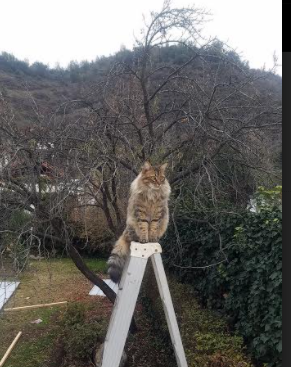 新战术体系磨合阶段失误频出需要更多实战调整