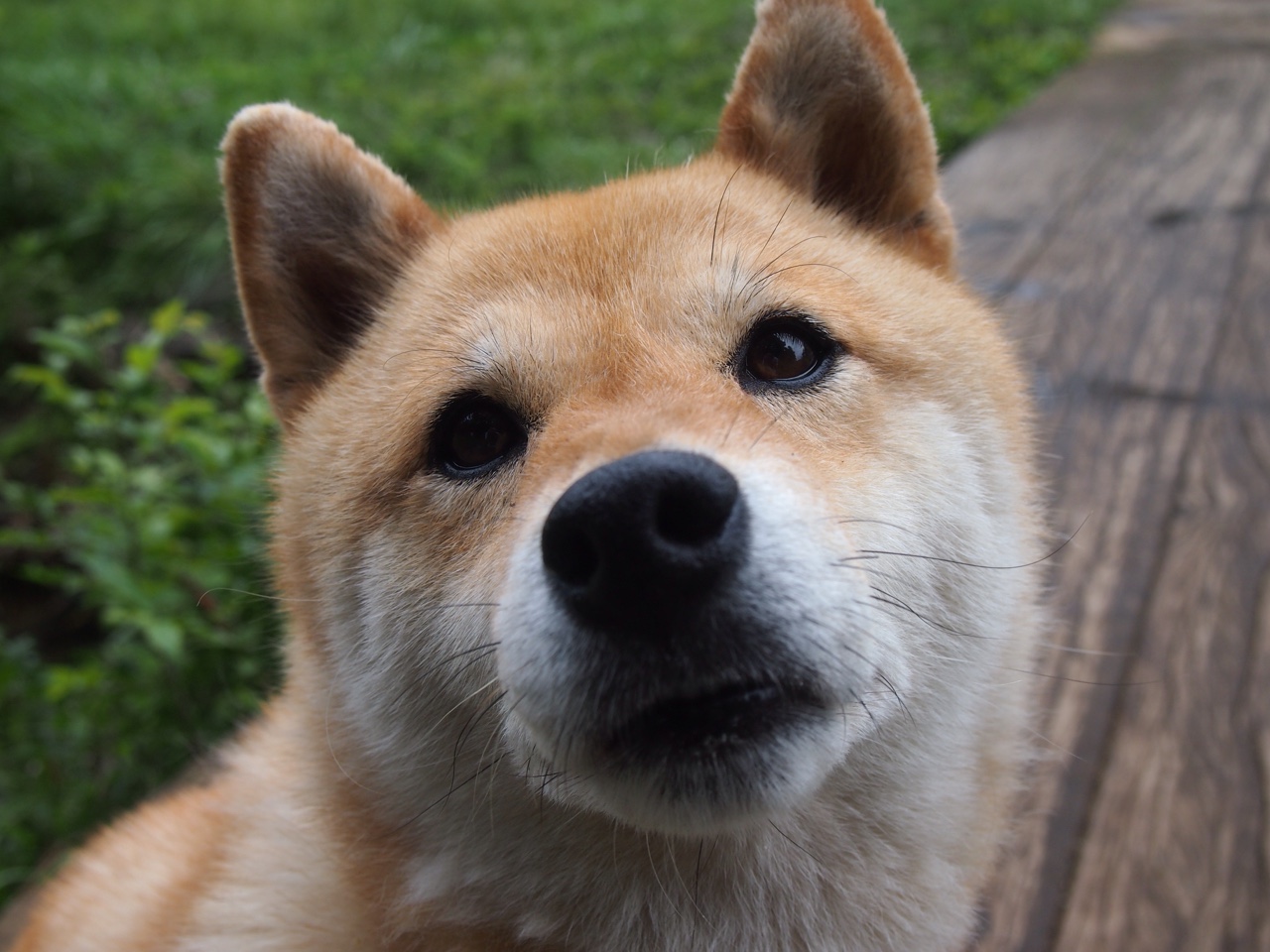 欧洲杯变阵奇兵:出奇制胜赢得佳绩!,欧洲杯奇迹再现