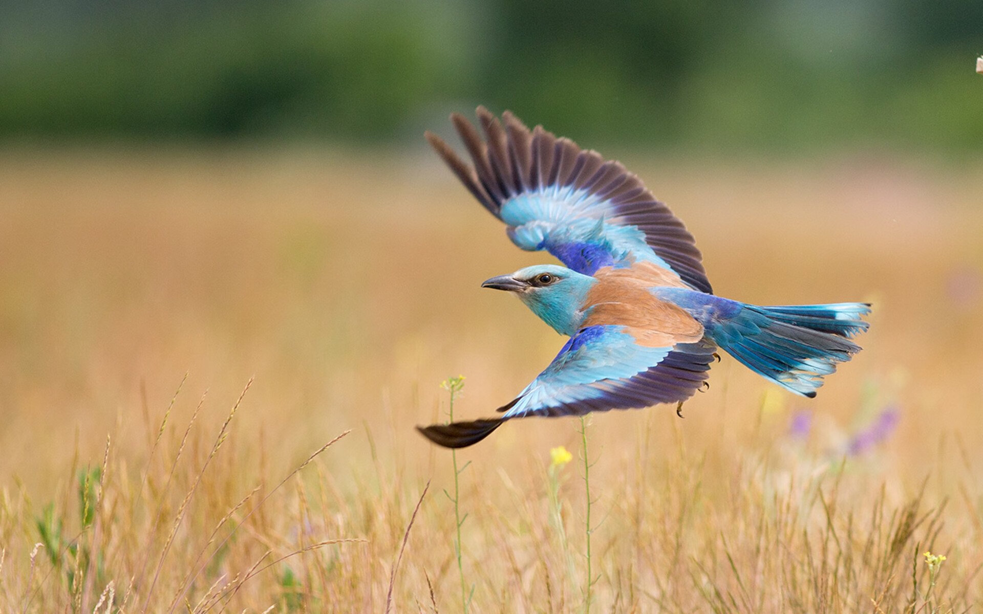 kaiyun开云体育-美洲杯暗藏惊喜：神技瞬间成为谈资，美洲杯揭幕战准98db in