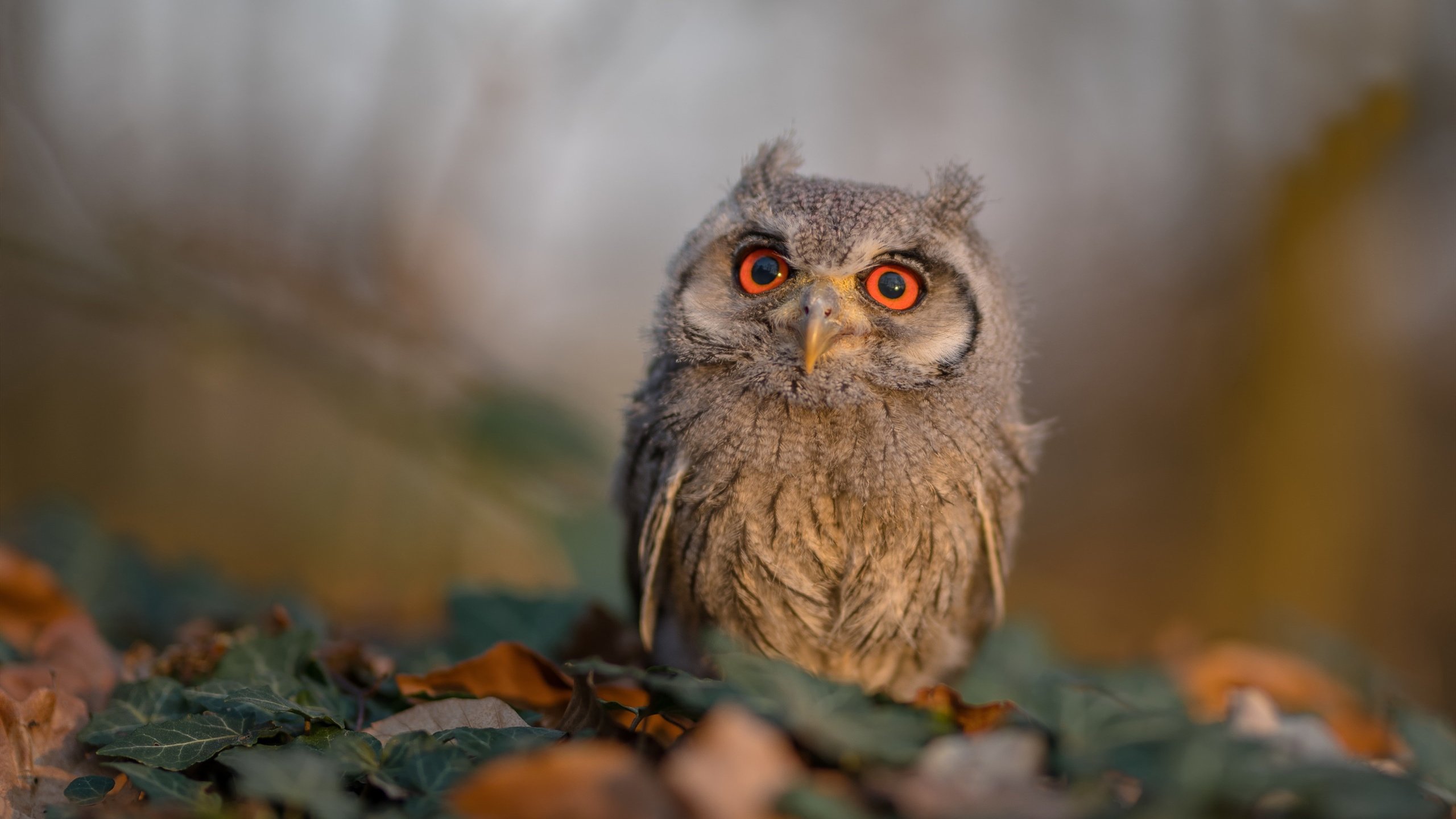 英超快节奏攻防:战术变换中不断带来惊喜,英超 节奏快
