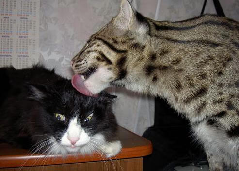 中国篮球赛事对新媒体平台广告收入的带动作用，篮球市场营销策略